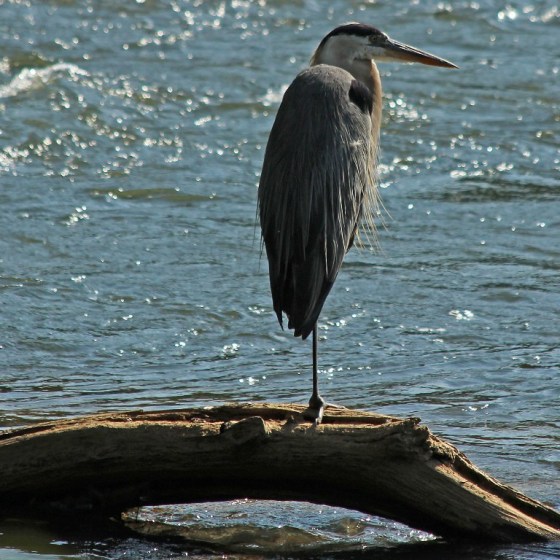 heron2