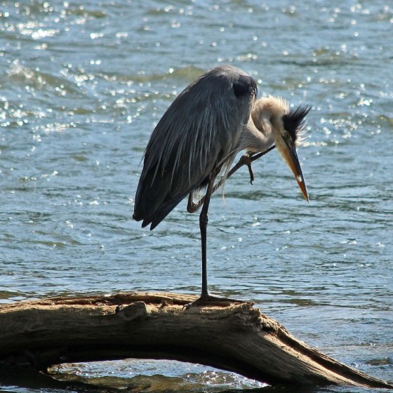 heron4