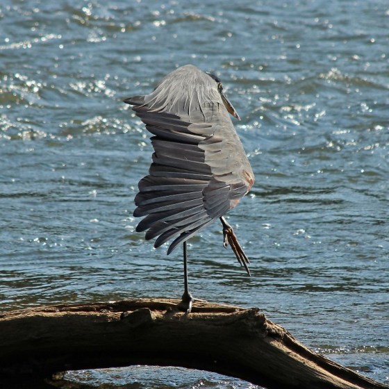 heron6