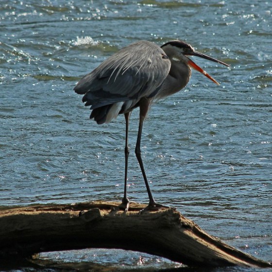 heron7