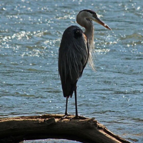 heron8