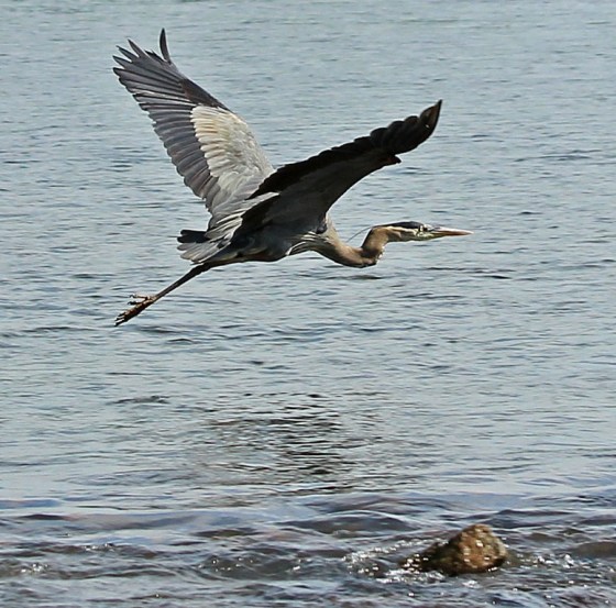 heron9