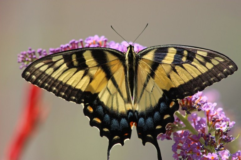 swallowtail10