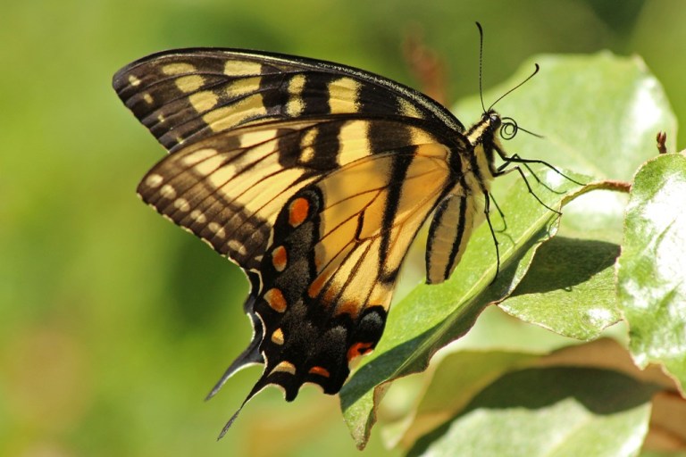 swallowtail2