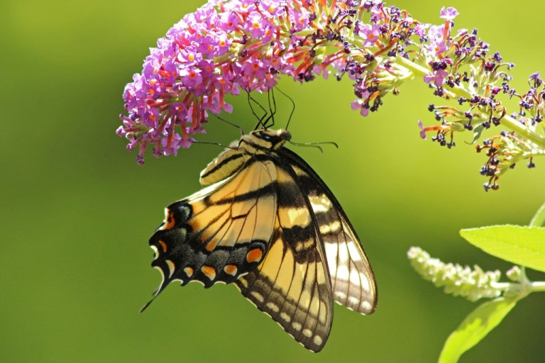 swallowtail4
