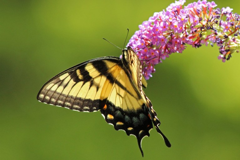 swallowtail5