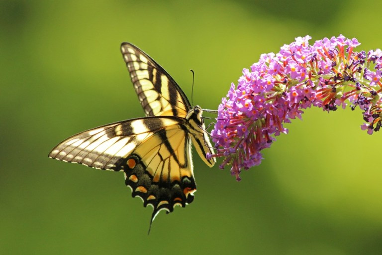 swallowtail6