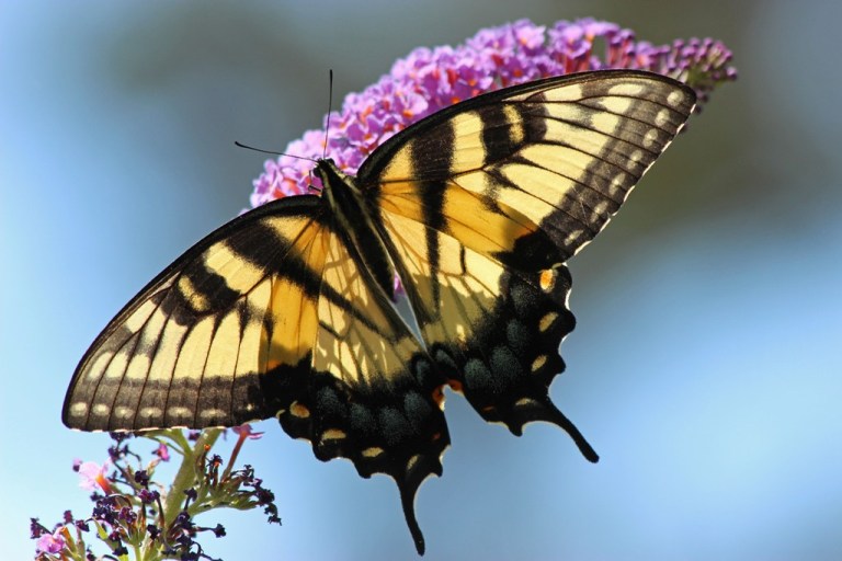 swallowtail7