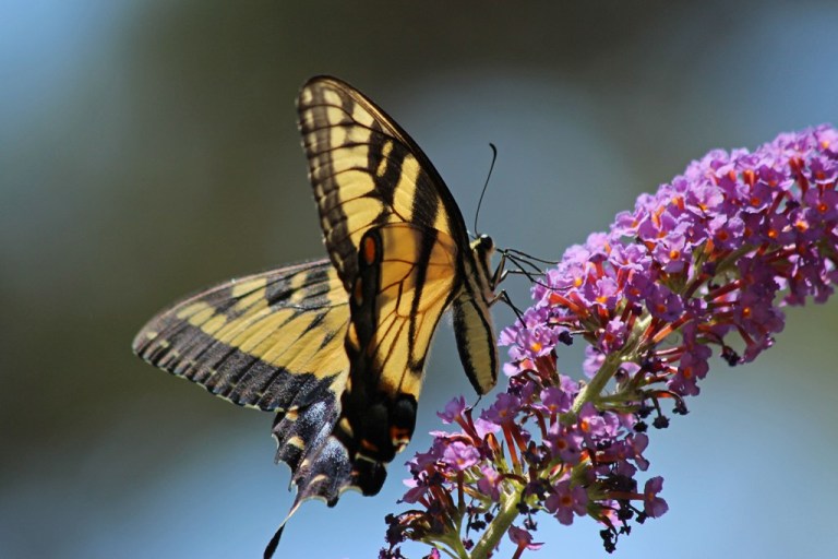 swallowtail8