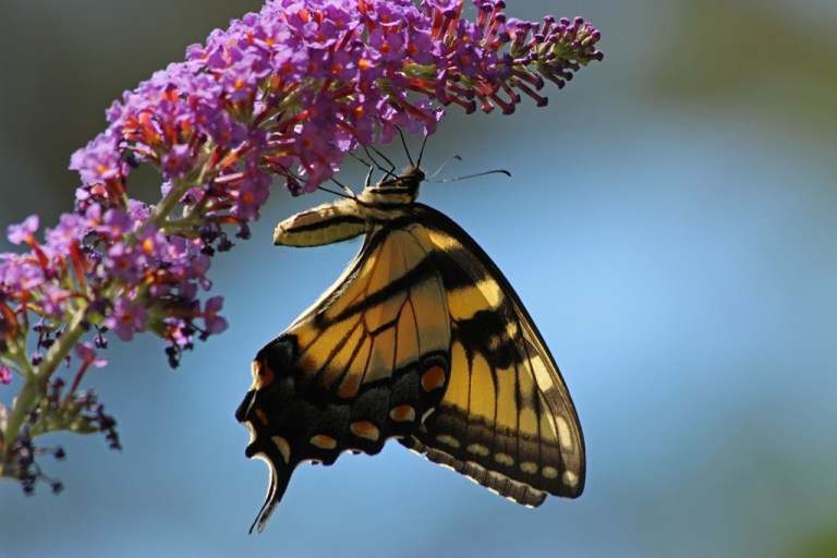 swallowtail9