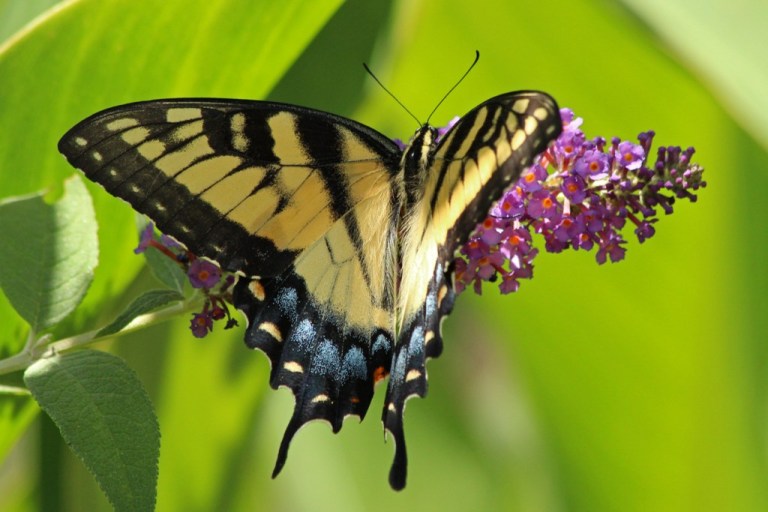 Tigerswallowtail1