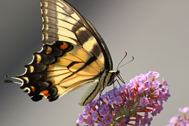 tigerswallowtail5