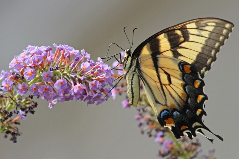 tigerswallowtail6