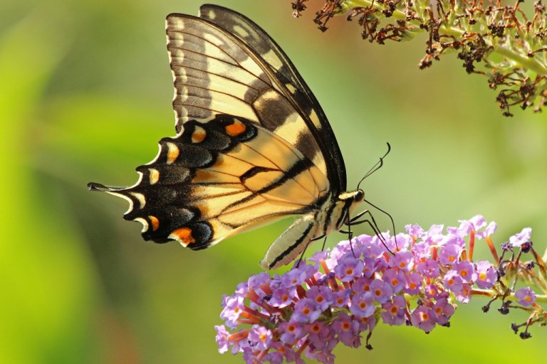 tigerswallowtail7