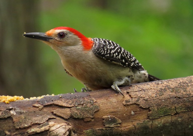 woodpecker1
