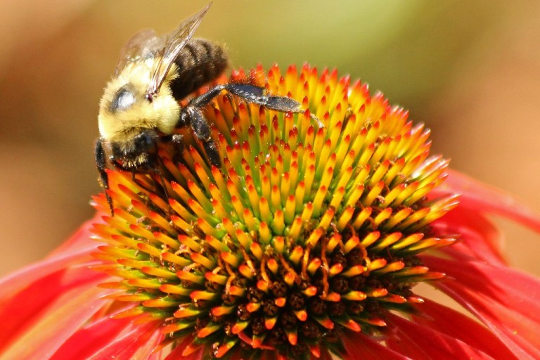 bee1