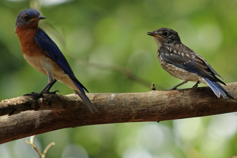 bluebirds1