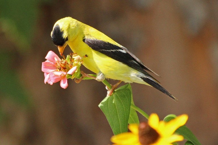 finch3