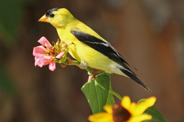 finch4