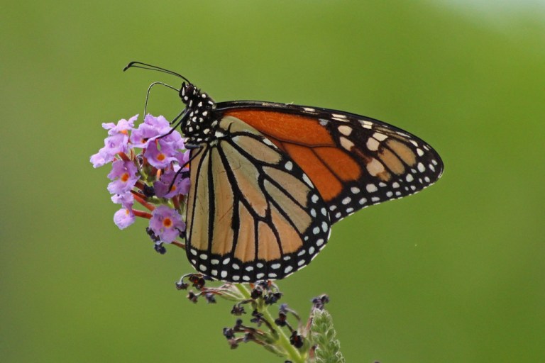 monarch1