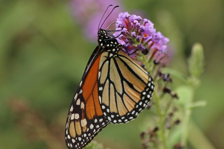 monarch3