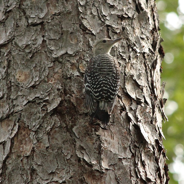 woodpecker1
