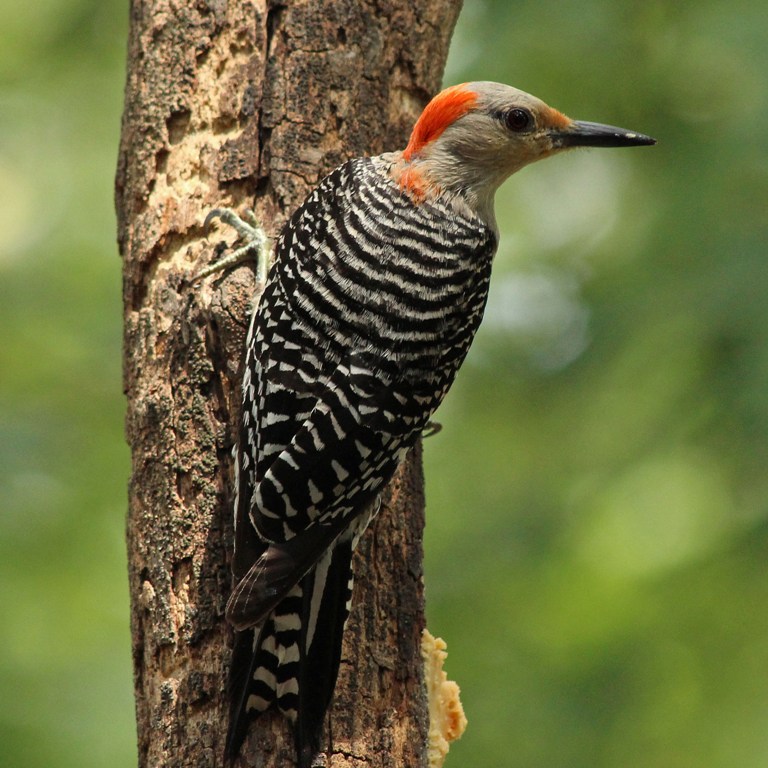 woodpecker2