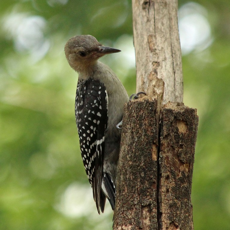 woodpecker4