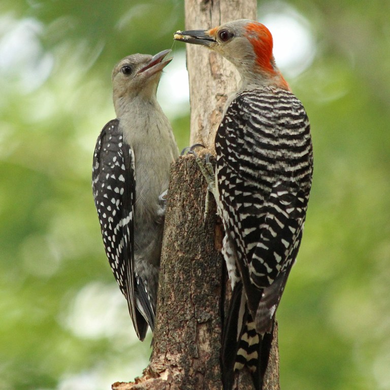woodpecker8