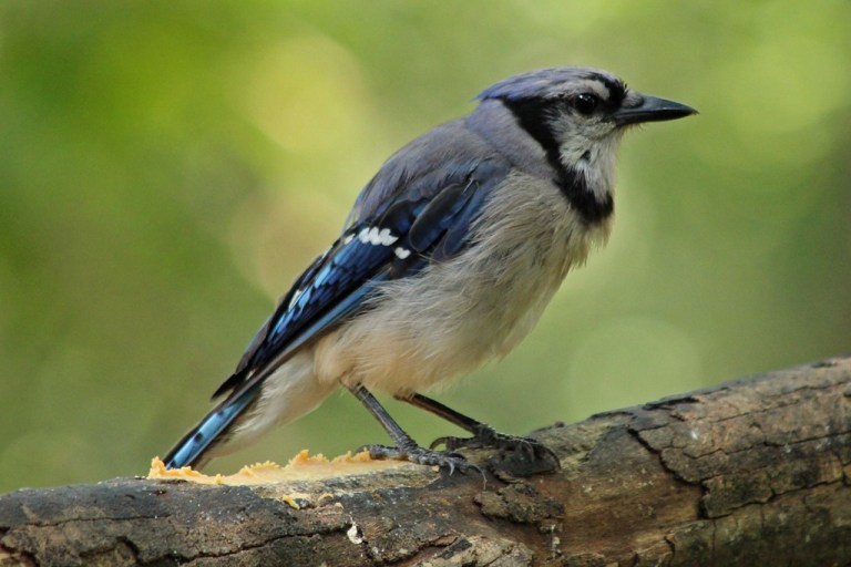 bluejay1