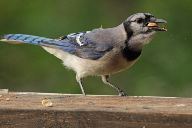 bluejay2