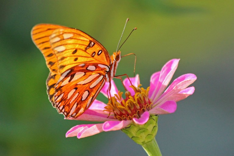 fritillary