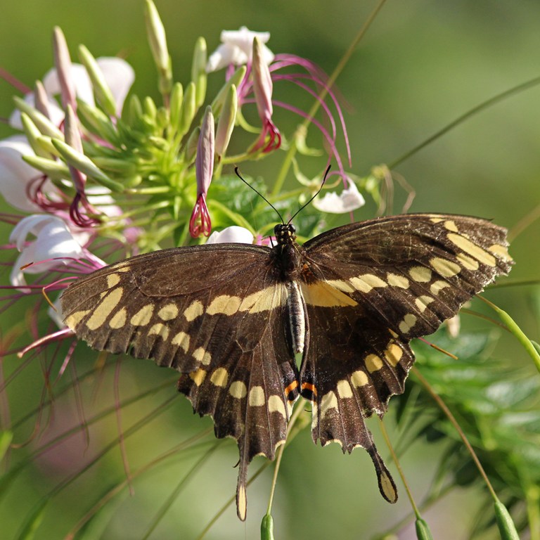 giantswallowtail