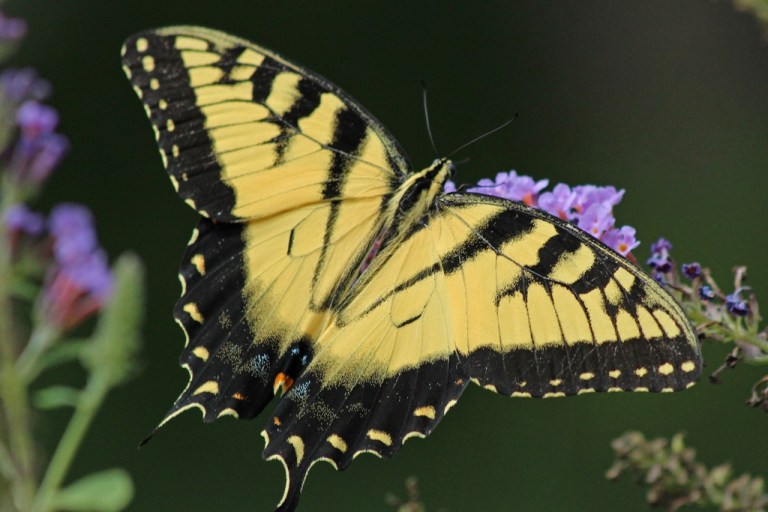 swallowtail1