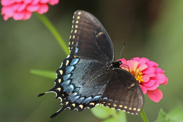 swallowtail3