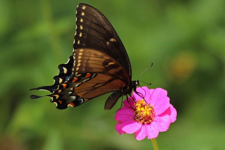 swallowtail4