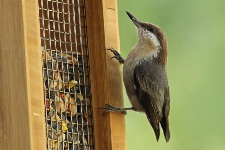 brown-headed-nuthatch2
