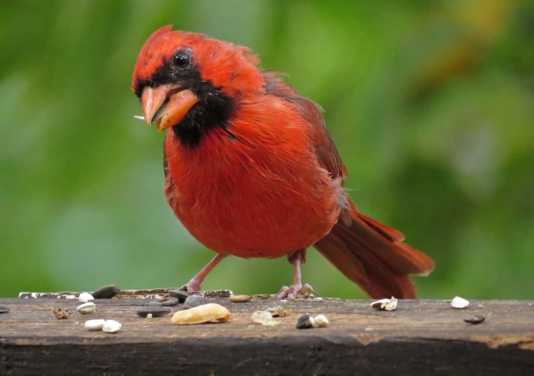 Northern Cardinal