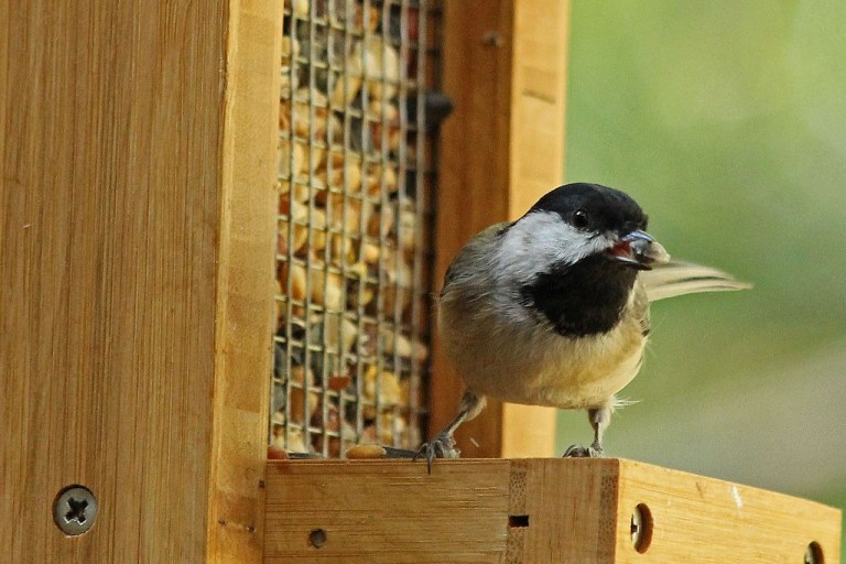carolina-chickadee