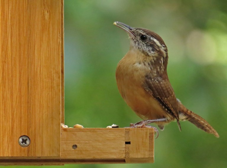 carolina-wren
