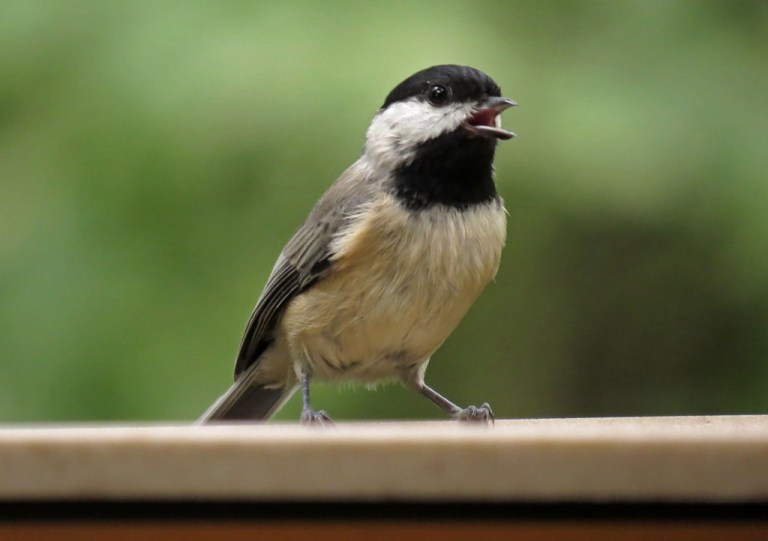 Carolina Chickadee
