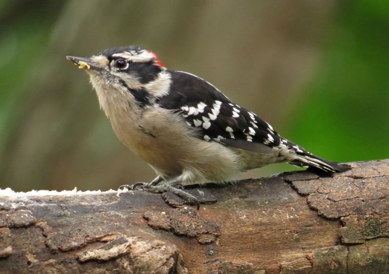 Downy Woodpecker