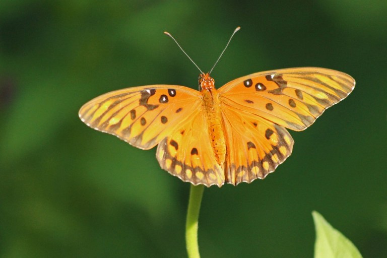 fritillary