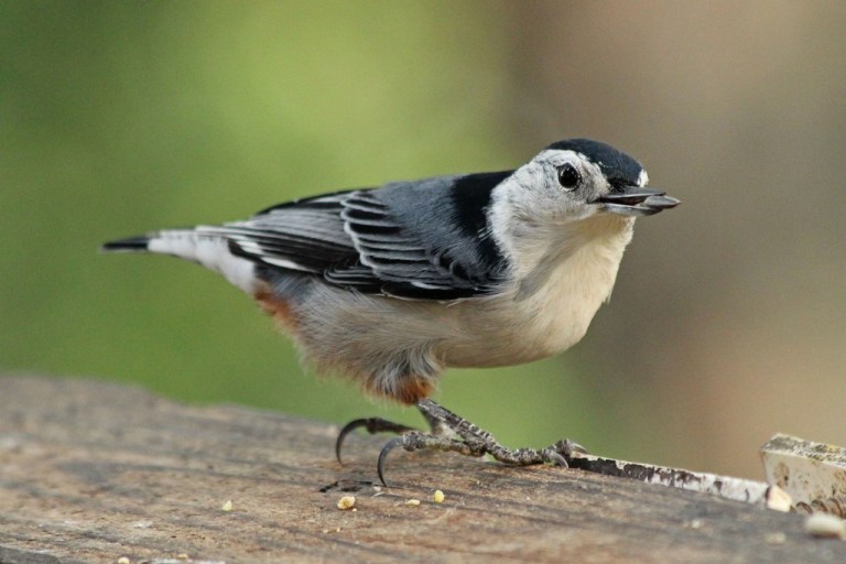 nuthatch1