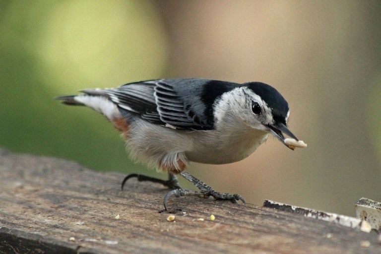nuthatch2