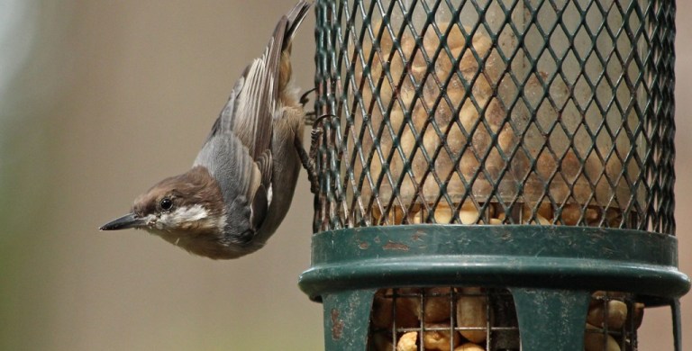 nuthatch