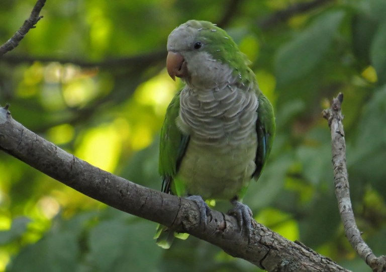 parrot1