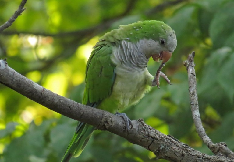 parrot2