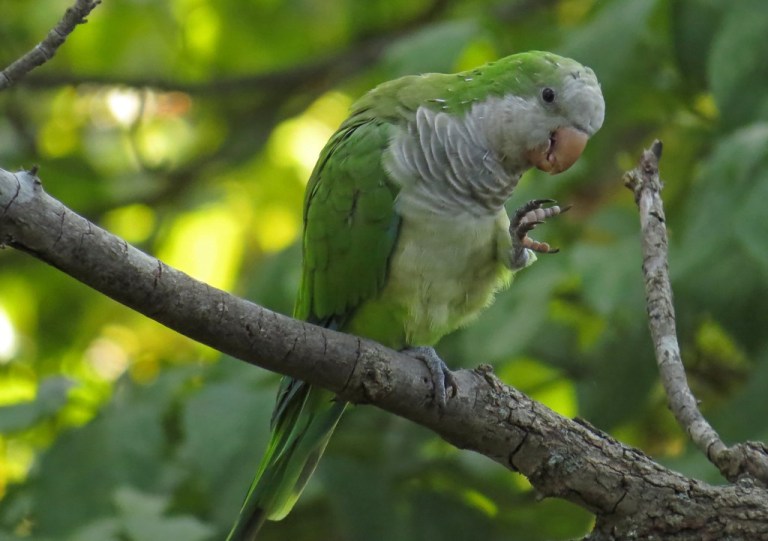 parrot3