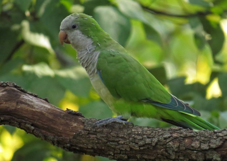 parrot4